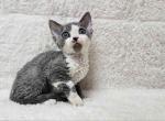 Cherry blue bicolor Devon Rex baby boy - Devon Rex Cat For Sale - TX&comma; US