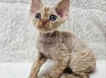 Mars red Devon Rex baby boy - Devon Rex Cat For Sale - TX&comma; US
