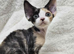 Scarlett calico tricolor Devon Rex baby girl - Devon Rex Cat For Sale - TX&comma; US