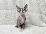 Hermione calico tricolor tabby Devon Rex girl - Devon Rex Cat For Sale - TX&comma; US