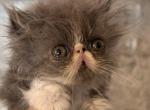 Blue & white bicolor boy - Persian Cat For Sale - Clay&comma; PA&comma; US