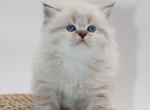 Blue chocolate Color point British longhair boy - British Shorthair Cat For Sale - Spokane&comma; WA&comma; US