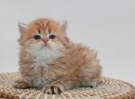 Chocolate golden British shorthair kittens - British Shorthair Cat For Sale - Spokane&comma; WA&comma; US