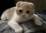 Scottishfold Orange white male - Scottish Fold Cat For Sale - Jobstown&comma; NJ&comma; US
