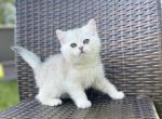 Marti - Scottish Straight Cat For Sale - Fort Wayne&comma; IN&comma; US