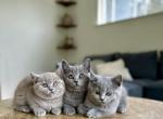 BSH Kittens Spring 26 - British Shorthair Kitten For Sale - 