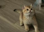 Mila - British Shorthair Kitten For Sale - Las Vegas&comma; NV&comma; US
