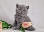 Paco - British Shorthair Cat For Sale - Pembroke Pines&comma; FL&comma; US