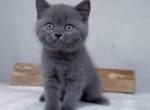 Fauna - Scottish Straight Cat For Sale - Pembroke Pines&comma; FL&comma; US