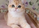 Plyusha - British Shorthair Cat For Sale - Pembroke Pines&comma; FL&comma; US