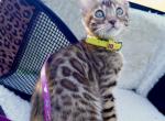 Lakki - Bengal Cat For Sale - Pembroke Pines&comma; FL&comma; US