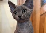 Aramis - Devon Rex Cat For Sale - Norwalk&comma; CT&comma; US