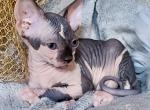 Chloe - Sphynx Cat For Sale - Pembroke Pines&comma; FL&comma; US