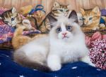 Grand - Ragdoll Cat For Sale - Miami&comma; FL&comma; US