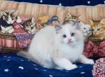 Gillian - Ragdoll Cat For Sale - Miami&comma; FL&comma; US