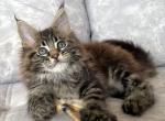 Izum - Maine Coon Cat For Sale - Miami&comma; FL&comma; US