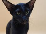 Julia - Oriental Cat For Sale - Pembroke Pines&comma; FL&comma; US