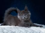 Endor - Maine Coon Cat For Sale - Miami&comma; FL&comma; US