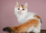 Ruby - Munchkin Cat For Sale - Pembroke Pines&comma; FL&comma; US
