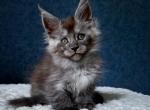 Evan - Maine Coon Cat For Sale - Hollywood&comma; FL&comma; US