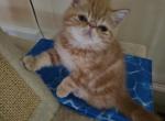Garys Garfield - Exotic Cat For Sale - Atlanta&comma; GA&comma; US