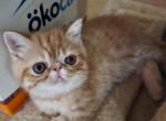 Camilo sexto - Exotic Cat For Sale - Atlanta&comma; GA&comma; US
