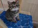 Tomy Ge - Exotic Cat For Sale - Atlanta&comma; GA&comma; US