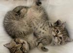 Beautiful Scottish straight - Scottish Fold Cat For Sale - Tukwila&comma; WA&comma; US