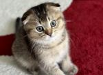 Skyy - Scottish Fold Cat For Sale - Orlando&comma; FL&comma; US