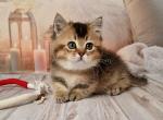 Mojo munchkin standard golden ticked short leg - Munchkin Cat For Sale - TX&comma; US