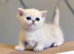 William minuet standard silver shaded short legs - Minuet Cat For Sale - TX&comma; US