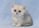 Tina short legs minuet standard silver shaded - Minuet Cat For Sale - TX&comma; US
