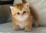 Flora munchkin golden chinchilla short leg - Munchkin Cat For Sale - TX&comma; US