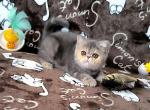 Vanga - Exotic Cat For Sale - Norwalk&comma; CT&comma; US