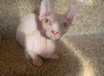 Dwelf Sphynx  boy and girl - Sphynx Cat For Sale - Thurmont&comma; MD&comma; US