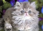 Sonya - British Shorthair Cat For Sale - Hollywood&comma; FL&comma; US