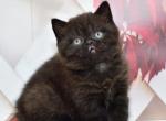 Gector - British Shorthair Cat For Sale - Hollywood&comma; FL&comma; US