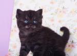 Allisson - British Shorthair Cat For Sale - Hollywood&comma; FL&comma; US
