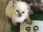 Male Blue point - Ragdoll Cat For Sale - Pittsfield&comma; MA&comma; US