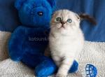 Poncho scottish fold color point with blue eyes - Scottish Fold Cat For Sale - CA&comma; US