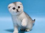 Kliment silver ticked chinchilla scottish fold boy - Scottish Fold Cat For Sale - CA&comma; US