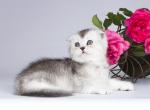 Bacop  scottish fold boy silver ticked chinchilla - Scottish Fold Cat For Sale - CA&comma; US