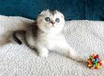 Snoopy scottish fold boy silver ticked chinchilla - Scottish Fold Kitten For Sale - CA&comma; US