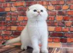 Xander white angel scottish fold with blue eyes - Scottish Fold Cat For Sale - CA&comma; US