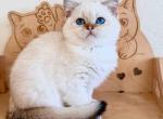 British shorthair boy Volt blue eyed little angel - British Shorthair Cat For Sale - CA&comma; US