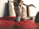 sweetie - Scottish Fold Cat For Sale - Orlando&comma; FL&comma; US