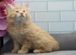 Zodiac of Romanov Cats - Siberian Cat For Sale - Ashburn&comma; VA&comma; US