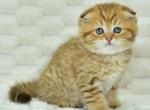 Cesar - Scottish Fold Cat For Sale - Los Angeles&comma; CA&comma; US