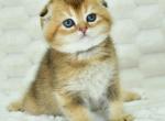 Chelsy - Scottish Fold Cat For Sale - Los Angeles&comma; CA&comma; US