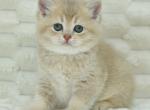 Casandra - British Shorthair Cat For Sale - Chicago&comma; IL&comma; US